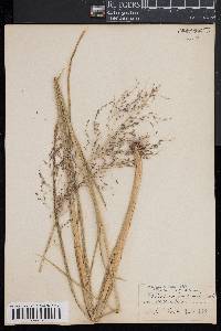 Glyceria grandis image