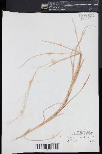 Muhlenbergia torreyana image