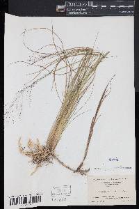 Muhlenbergia torreyana image