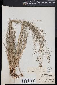 Muhlenbergia torreyana image