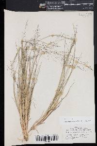 Muhlenbergia torreyana image