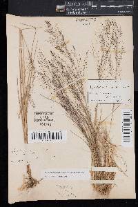 Muhlenbergia torreyana image