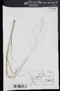 Muhlenbergia torreyana image