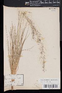 Muhlenbergia torreyana image