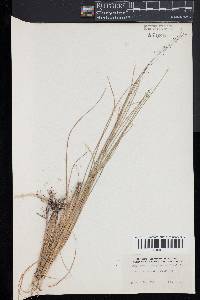 Muhlenbergia torreyana image