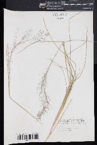 Muhlenbergia torreyana image