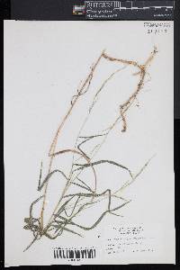 Muhlenbergia sylvatica image