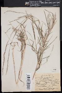 Muhlenbergia sylvatica image