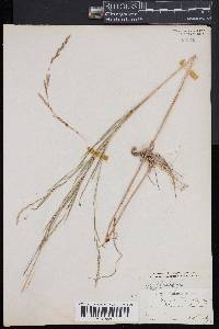 Muhlenbergia sylvatica image