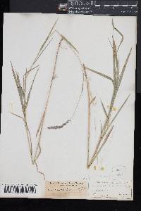 Muhlenbergia glomerata image