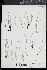 Equisetum variegatum image