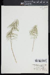 Equisetum pratense image