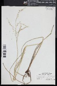 Glyceria canadensis image