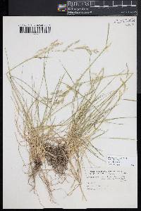 Deschampsia cespitosa subsp. cespitosa image