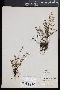 Myriopteris lanosa image