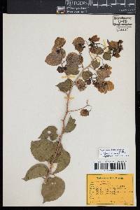 Bougainvillea glabra image