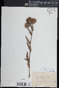 Cirsium muticum image