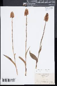 Platanthera cristata image