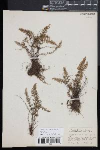 Myriopteris lanosa image