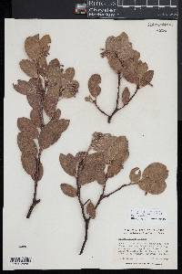 Arctostaphylos manzanita subsp. elegans image