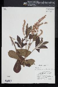 Clethra alnifolia image