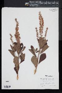 Clethra alnifolia image