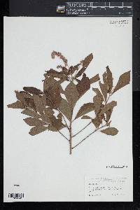 Clethra alnifolia image