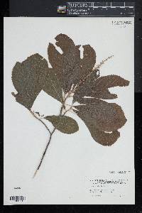 Clethra alnifolia image