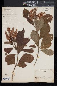 Clethra alnifolia image