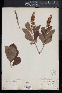 Clethra alnifolia image