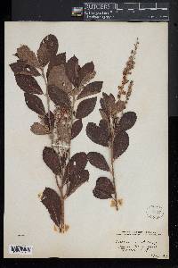 Clethra alnifolia image