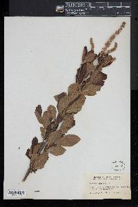 Clethra alnifolia image