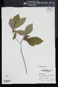 Clethra alnifolia image