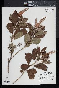 Clethra alnifolia image