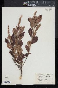 Clethra alnifolia image