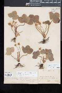 Hepatica nobilis image