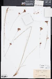 Rhynchospora torreyana image