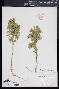 Dendrolycopodium dendroideum image