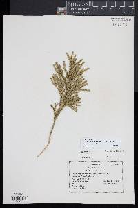 Dendrolycopodium hickeyi image