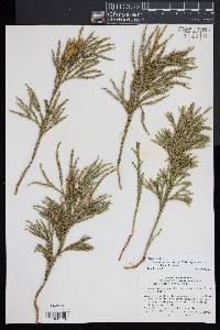 Dendrolycopodium hickeyi image