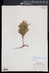 Dendrolycopodium hickeyi image