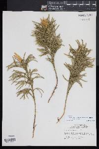 Dendrolycopodium hickeyi image