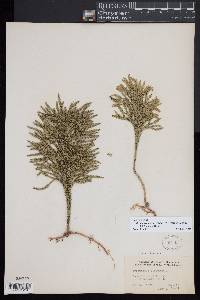 Dendrolycopodium hickeyi image