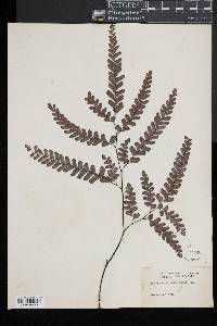 Adiantum cunninghamii image