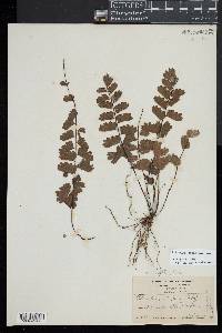 Adiantum soboliferum image