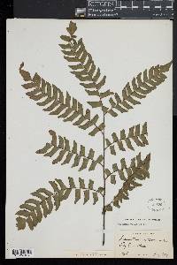 Adiantum villosum image