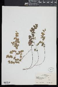 Adiantum capillus-veneris image