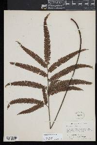 Adiantum pyramidale image