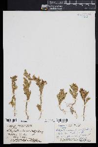 Selaginella arbuscula image