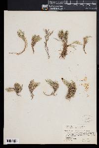 Selaginella bigelovii image